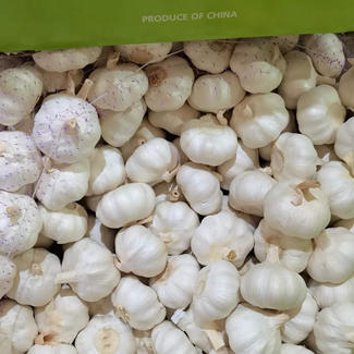 Neue Ernte natürlicher frischer weißer Knoblauch Bio-Knoblauch im Großhandel