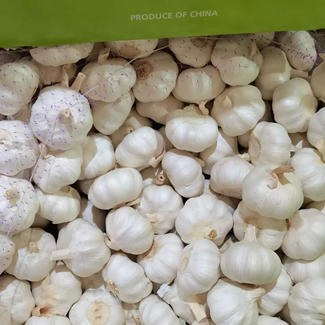 Nueva cosecha de ajo blanco fresco natural, ajo orgánico al por mayor