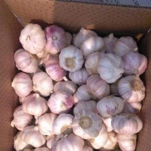 Fresh Normal White Garlic in Carton or Net Bag 5.5cm