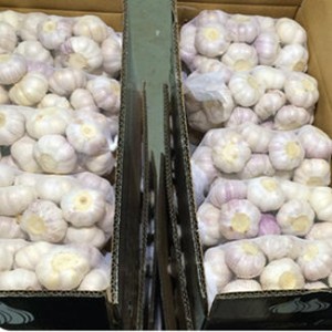 Fresh Normal White Garlic Supplier (5.5cm and up)