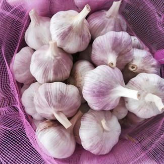 Knoblauch nach Tunesien