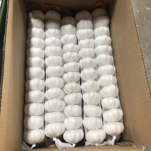 fresh or chilled prepacking fresh red pure white garlic suppliers