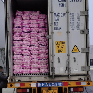 6.0-6.5cm 20kg/Net Bag Sale Good Garlic Price for Morocco in Bulk