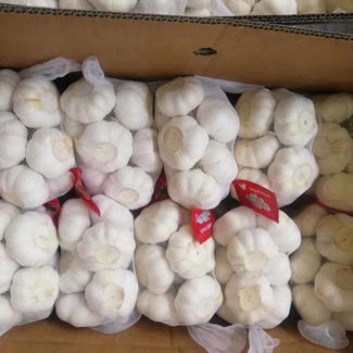 Good Storage Garlic for European Market