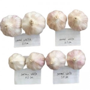 Good Quality Normal White Garlic Wholesaler 5.0 Cm