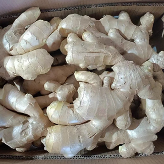 High Quality Fresh Ginger Ready to Ship Product Top Selling Wholesale