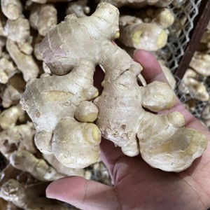 High Quality New Crop Dry Skin Fresh Ginger for Exporting