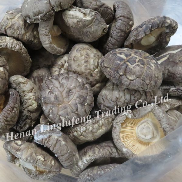 China high quality best price Flower mushroom