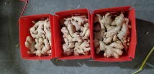 industri_berita_inner_20211007_ginger_expo_02