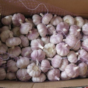 Jining Cold Storage Garlic Ship by 1X40FCL Reefer Container for Exporting Ajo Blanco