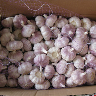 Jining Cold Storage Garlic Ship par conteneur frigorifique 1X40FCL pour l'exportation d'Ajo Blanco