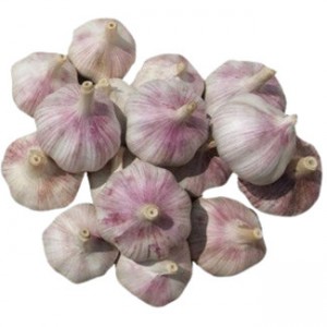 2023 New Crop Best Quality Factory Chinese Normal Pure White Fresh Garlic