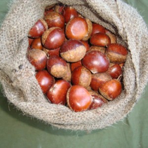Pris Färska kastanjer 30-40, 40-50 st 5kg/10kg/20kg Gunny Bag Packing Chinese Fresh Raw Chestnut