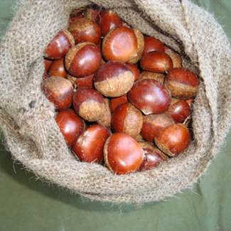 Cena Čerstvé kaštany 30-40, 40-50KS 5kg/10kg/20kg Gunny Bag Balení Chinese Fresh Raw Chestnut