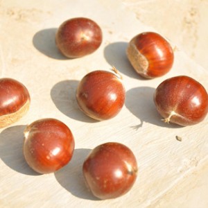 Edible Fresh Chestnut with Selected Quality
