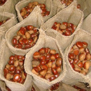 New Crop Selected Quality Dandong Fresh Chestnut