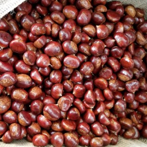 Freshly Washed Chestnuts 30-40 Pieces/Kg