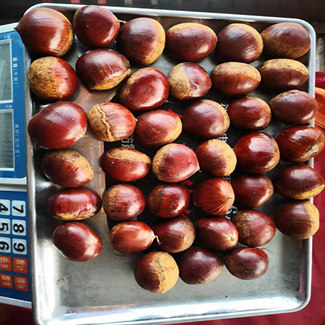Wholesale 100% Natural EU Organic Fresh China Chestnut with FDA