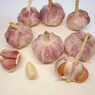 Neue Ernte: Frischer normaler weißer Jinxiang-Knoblauch (5,0 cm und mehr)