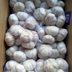 Bawang Putih Putih Musim Baru Dari Pemasok Tepercaya