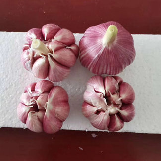 Nyaste vitlöksgröda storlek 4,5-6,5 cm 1ton i Kina med lågt pris