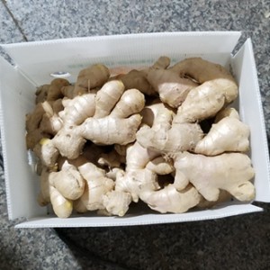 Newest Crop Production Area Gap Air Dry Fresh Ginger Organic, Dried Ginger, 30lb Box 250g Ginger