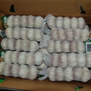 Normal White Fresh Garlic in Best Quality and Factory Price