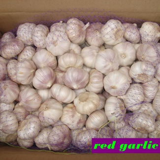 Normaler weißer Knoblauch 10 kg pro Karton für Kolumbien