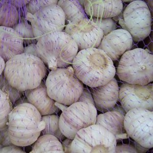 Supply normal white garlic with best price