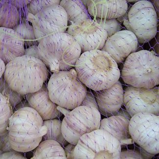 Pasokan bawang putih putih normal dengan harga terbaik