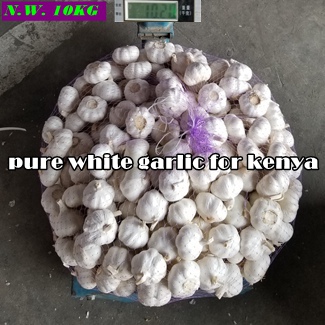 producer of fresh garlic