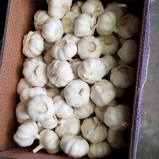 중국 마늘 공장의 순백색 마늘 6.0cm+