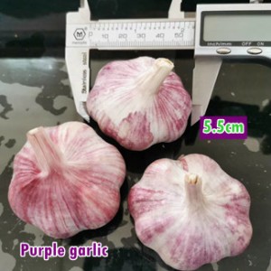 Purple garlic