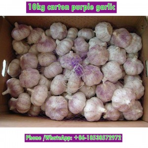 Red Garlic 10kgs for Russia Market