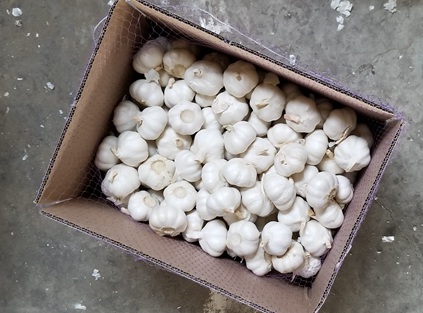 Forecast of garlic price in China in March