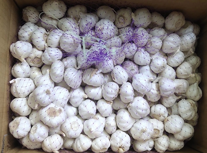 Overseas market demand remained high, garlic export volume was not affected