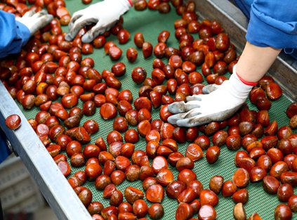The new Chinese chestnut production season has arrived in 2022
