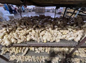 Ginger (air-dried ginger) of the company continues to be processed and shipped, with good quality