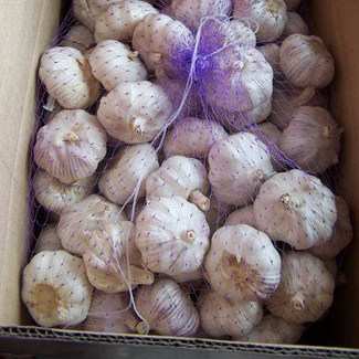 White Garlic Alho Fresco in Cartons or Mesh Bags for Export